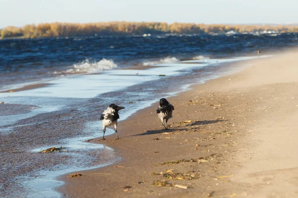 Два сірих ворон, корми Корнікс, прогулянка уздовж берега річки в сонячний день з сильним вітром — стокове фото
