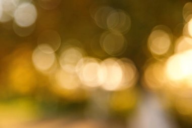 Soyut bulanık doğa arka plan. Orman ağaçları, güneşli gün, güneş parlama, bokeh. Tasarımınız için defocused zemin