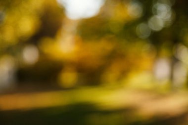 Soyut bulanık doğa arka plan. Orman ağaçları, güneşli gün, güneş parlama, bokeh. Tasarımınız için defocused zemin