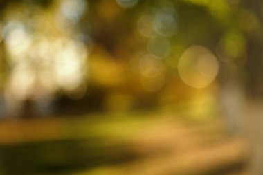 Soyut bulanık doğa arka plan. Orman ağaçları, güneşli gün, güneş parlama, bokeh. Tasarımınız için defocused zemin