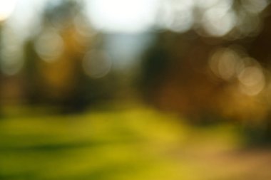 Soyut bulanık doğa arka plan. Orman ağaçları, güneşli gün, güneş parlama, bokeh. Tasarımınız için defocused zemin