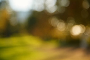 Soyut bulanık doğa arka plan. Orman ağaçları, güneşli gün, güneş parlama, bokeh. Tasarımınız için defocused zemin