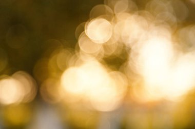 Soyut bulanık doğa arka plan. Orman ağaçları, güneşli gün, güneş parlama, bokeh. Tasarımınız için defocused zemin