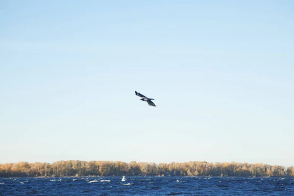Горизонтальний постріл великого ворона летить над поверхнею води, перестрибуючи великі крила . — стокове фото
