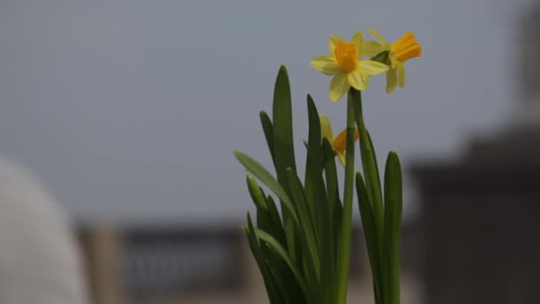 Close Van Gele Narcissen Wuivende Wind Een Onscherpe Achtergrond Van — Stockvideo