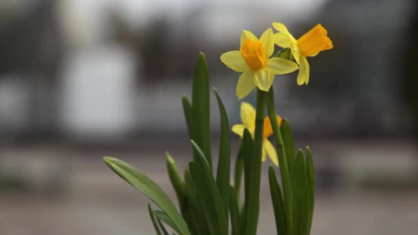 Primer Plano Narcisos Amarillos Balanceándose Viento Sobre Fondo Borroso Plaza — Vídeo de stock