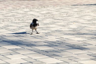 Karga, gagasında bir parça yiyecekle karga kaldırımda dururken
