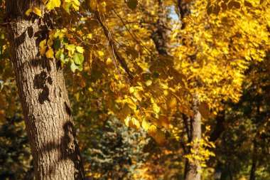 Güneş ışığında sarı yapraklı ağaç, sonbahar arka planı. Hint yazı