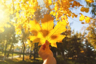 Güneşli bir sonbahar gününde ağaçların bulanık arka planında sarı akçaağaç yaprağı yakın çekim tutan el. Sonbaharın sembolü