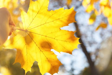 El bulanık bir arka plan üzerinde sarı bir akçaağaç yaprağı yakın çekim tutarak, sonbahar Güneşli gün. Sonbaharın sembolü