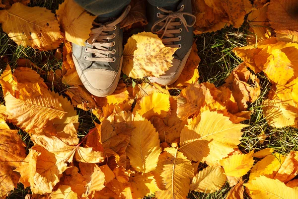 Autumn background, leaves, feet and shoes. Conceptual image of feet in sneakers on yellow autumn leaves.