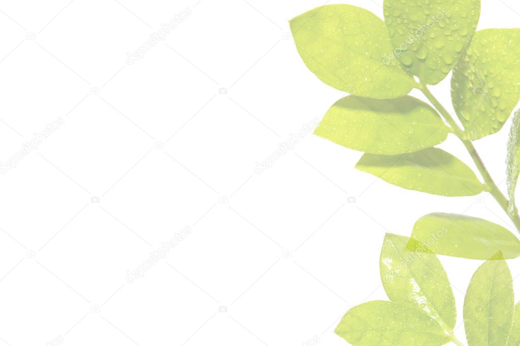 Green fresh leaves on white background