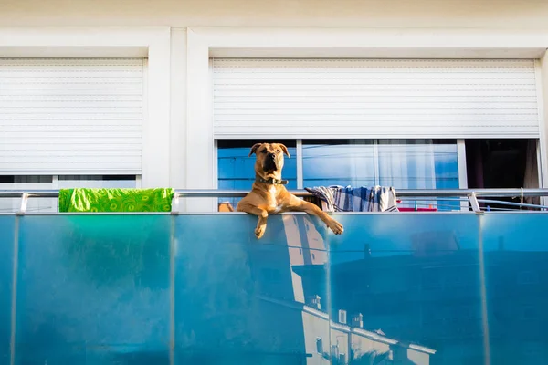 Curious dog on the balcony watching, dog like a man, funny dog