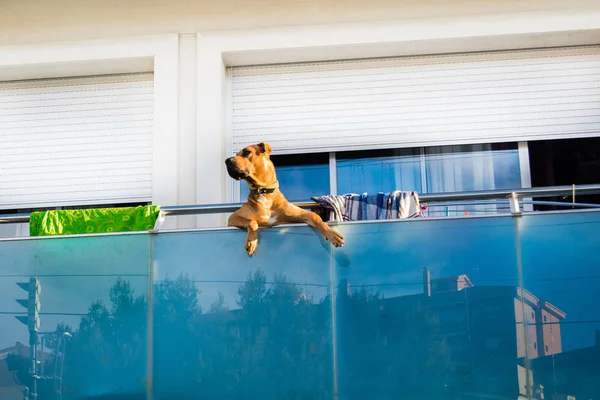Curious dog on the balcony watching, dog like a man, funny dog