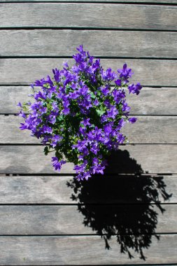 Çan çiçeği çiçeği (Campanula portenschlagiana) üst ahşap masa üzerinde tencerede. Mor bellflower