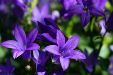 Çan çiçeği çiçek çiçek kapatın. Mor bellflower Bahçe (çan çiçeği portenschlagiana)