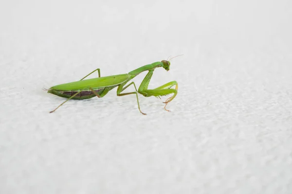 Modliszki Zielony Mantis Religiosa Białej Ścianie — Zdjęcie stockowe