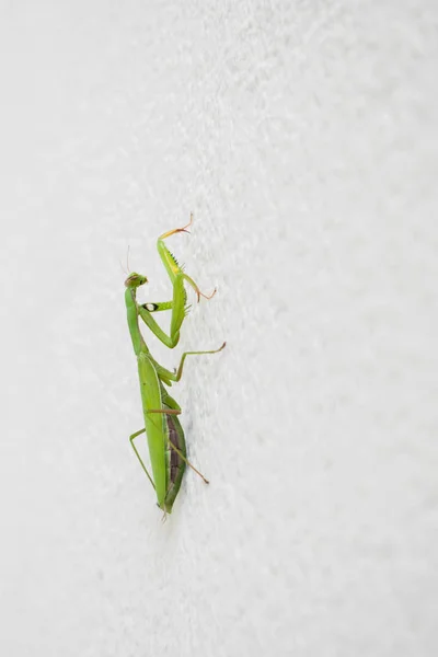 Gottesanbeterin Grüne Gottesanbeterin Auf Einer Weißen Wand — Stockfoto