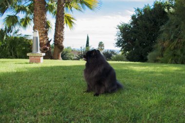 Siyah pomeranian spitz açık havada, Tüylü şirin köpek 