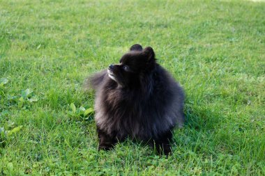 Siyah pomeranian spitz açık havada, Tüylü şirin köpek 