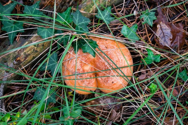 Lactarius Deliciosus Шафран Молочная Шапочка Красный Гриб Сосны Растущий Осеннем — стоковое фото