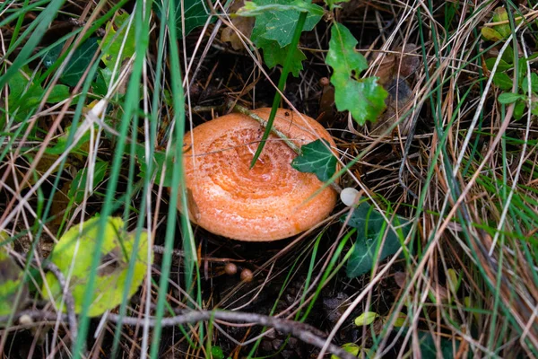 Lactarius deliciosus, safran süt kap, kızıl çam mantar mantar sonbahar ormanda Berga, İspanya büyüyen