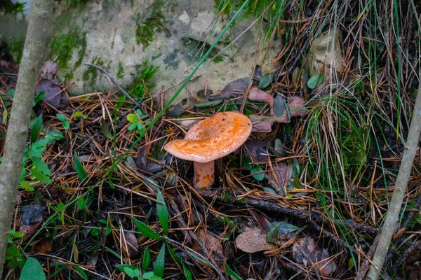 Lactarius Deliciosus Gorra Leche Azafrán Seta Pino Rojo Que Crece — Foto de Stock