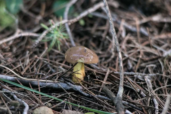 Маленький Скользкий Гриб Suillus Luteus Растущий Среди Сосновых Иголок Лесу — стоковое фото