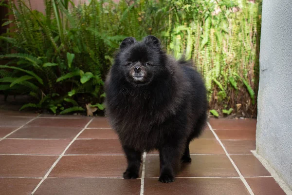 Negro Pomeranian Spitz Aire Libre Perro Lindo Esponjoso — Foto de Stock