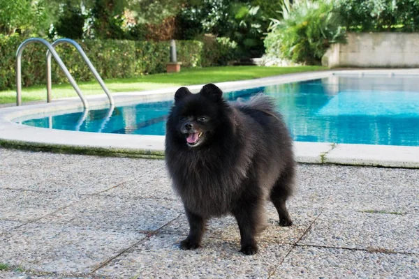 Spitz Poméranien Noir Extérieur Chien Mignon Moelleux — Photo