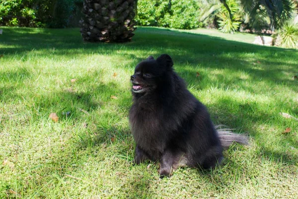 黒ポメラニアン スピッツ屋外 ふわふわのかわいい犬 — ストック写真