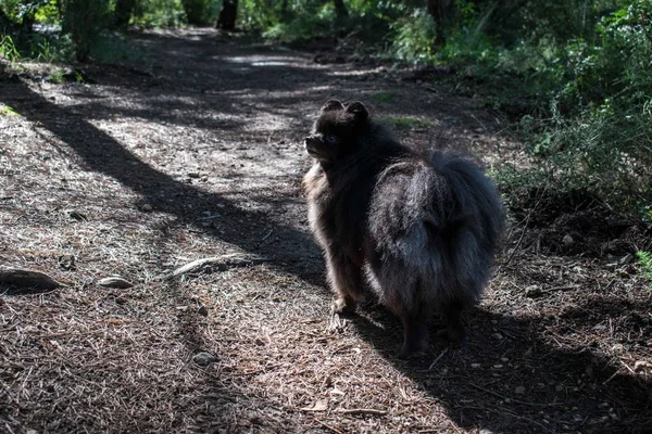 Spitz Poméranien Noir Extérieur Chien Mignon Moelleux — Photo