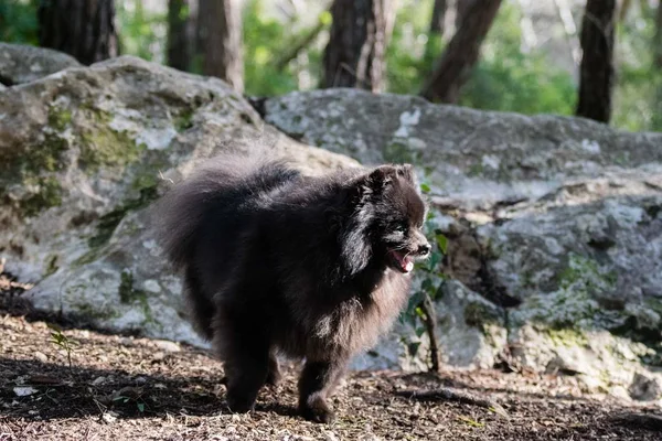 Spitz Poméranien Noir Extérieur Chien Mignon Moelleux — Photo