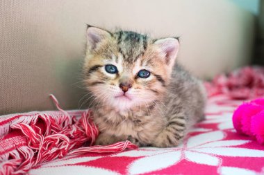 Çizgili kaplan kedi üzerinde battaniye, 3 hafta mavi gözlü sevimli küçük kedicik