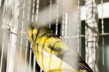 Dışarıda, Serinus canaria küçük bir kafeste kanarya kuş