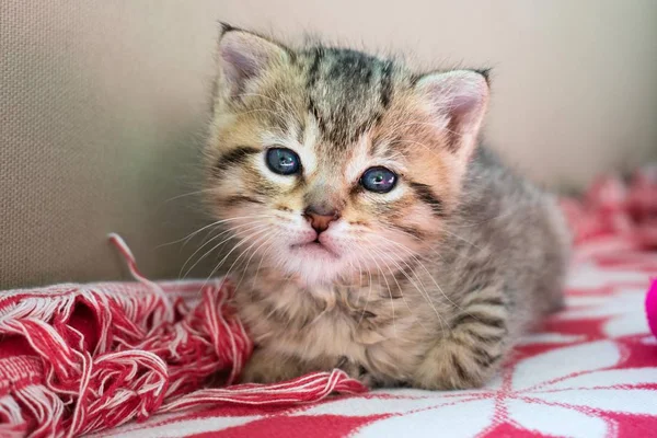 Gestreepte Tijger Kitten Deken Weken Schattige Kleine Kitty Met Blauwe — Stockfoto