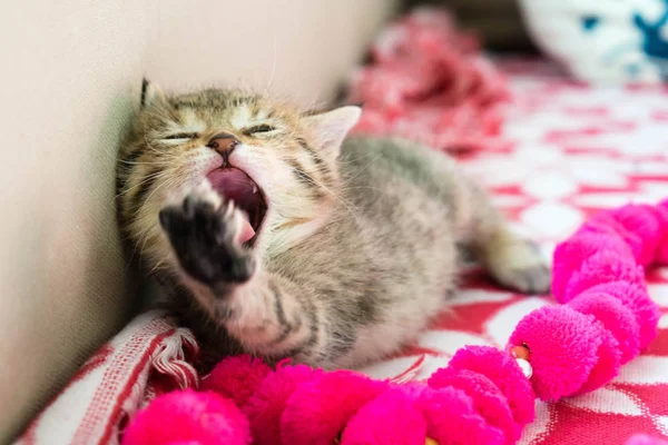 Yawning sleepy striped tiger kitten on the blanket, 3 weeks cute small kitty with blue eyes