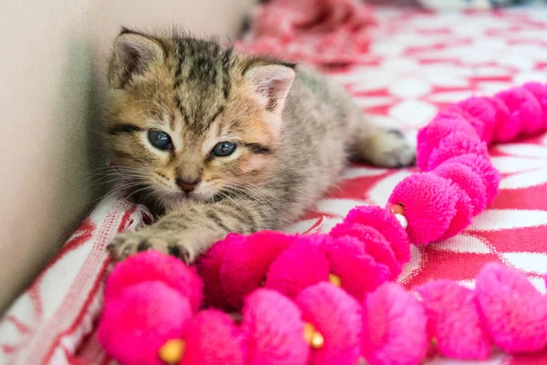 Çizgili kaplan kedi üzerinde battaniye, 3 hafta mavi gözlü sevimli küçük kedicik