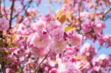 Paris 'te ilkbaharda kiraz ağacı pembe çiçek açar, sakura çiçekleri yakındır.