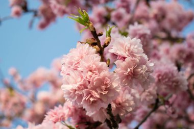 Paris 'te ilkbaharda kiraz ağacı pembe çiçek açar, sakura çiçekleri yakındır.