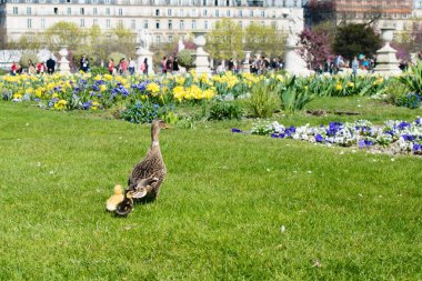 Tuileries Garden'da ördek yavrusu, Paris, Fransa