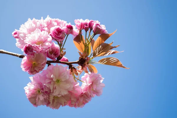 Wild cherry tree pink blossom at spring in Paris, sakura flowers closeup