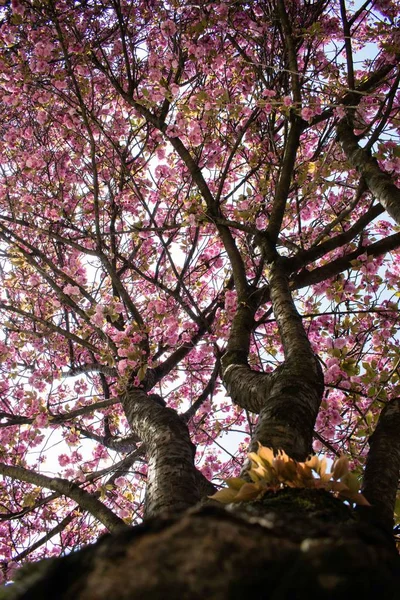 Paris 'te ilkbaharda kiraz ağacı pembe çiçek açar, sakura çiçekleri yakındır.