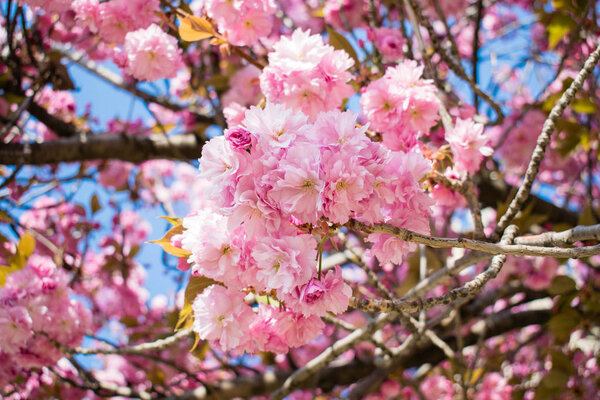 Дикая вишня розовый цветок весной в Париже, сакура цветы крупным планом
