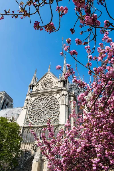 Paris, Fransa - 1 Nisan 2019: Pembe çiçeklerle Notre-Dame de Paris katedrali, ilkbaharda yabani kiraz sakura