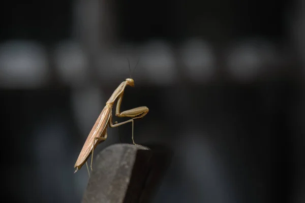 Praying Mantis, Brown adult female European mantis