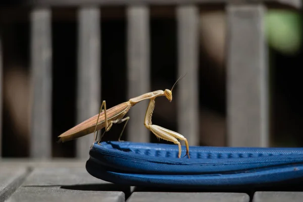 Imádkozó Sáska Brown Felnőtt Női Európai Mantis — Stock Fotó