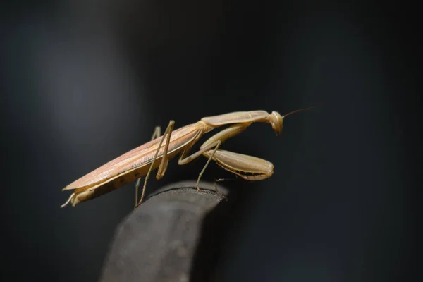 Praying Mantis, Brown adult female European mantis