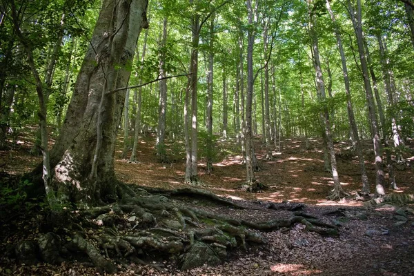 Yaz Kayın Ormanı Montseny Natural Park Santa Fe, İspanya