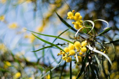 Mimoza ağacının çiçek açması (Acacia pycnantha, altın gerdan) baharda kapanıyor, parlak sarı çiçekler, Coojong, altın çelenk gerdanlığı, turuncu gerdanlık, mavi yapraklı gerdanlık, akasya salyası